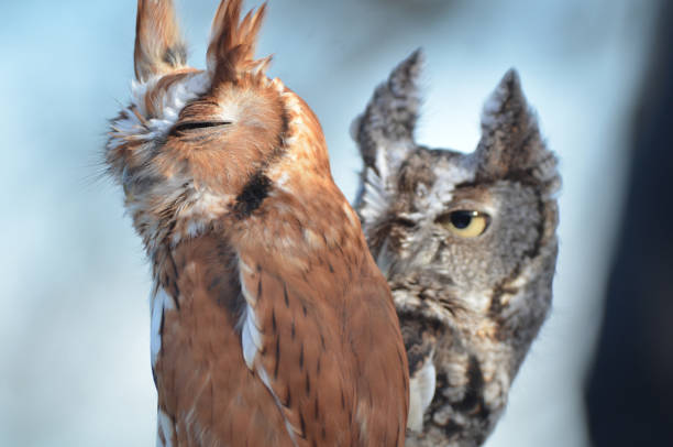 Brown and Grey Screech Owls looking in different directions with feathers sticking up Grey owl staring at brown owl