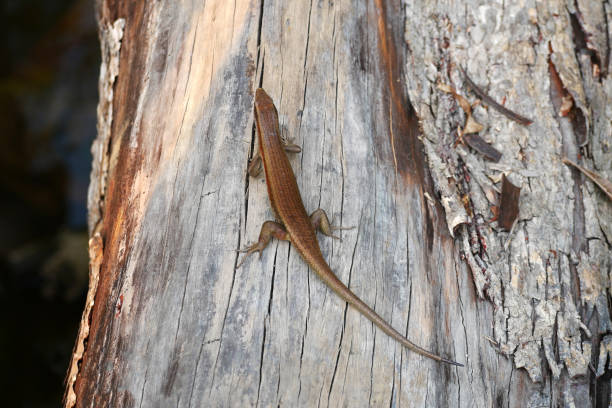 istock A small brown lizard with a long tail, perched on a rotten tree trunk, its body fused with the bark. 2168306564