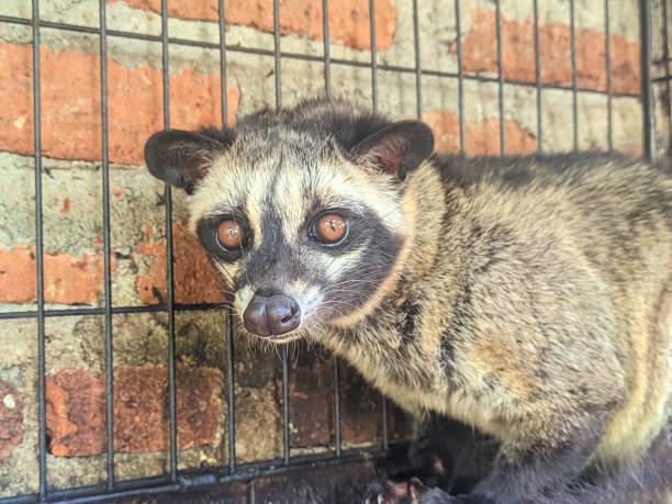 istock The Asian civet produces civet coffee 2168310857