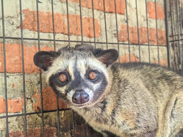 istock The Asian civet produces civet coffee from coffee beans mixed with its droppings. 2168310871