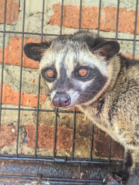 istock vertical photo of asian civet 2168310883