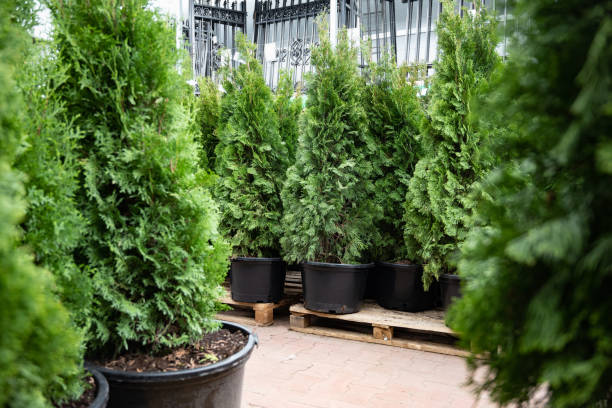 istock Potted evergreen trees in a garden center. 2168312119