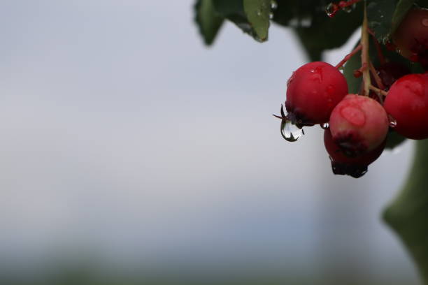 A cluster of bright red berries dangling from a tree branch, adorned with glistening water droplets that catch the sunlight beautifully