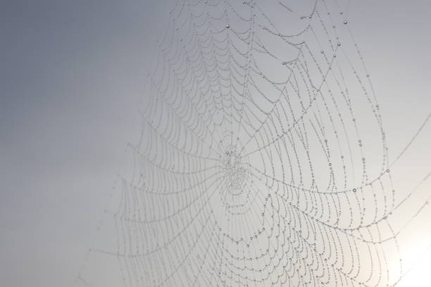 istock Close up of a spider web with water drops against a cloudy sky 2168315932