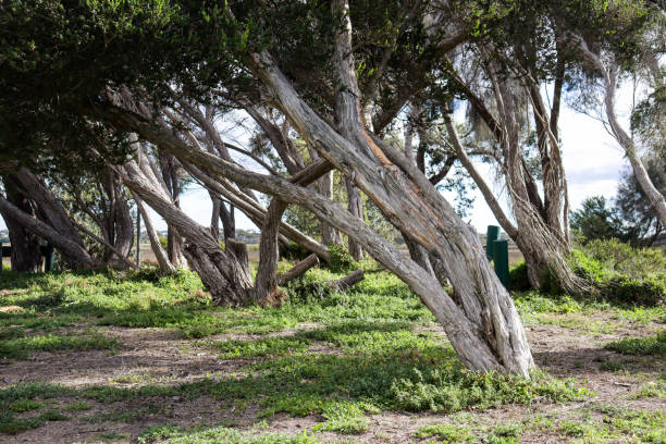 grove of windswept tea trees in point cook coastal park