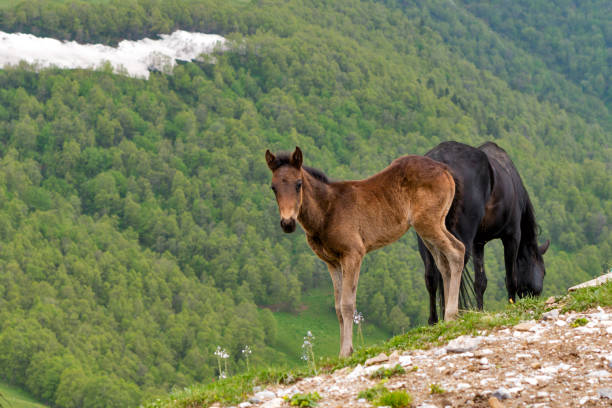 A foal standing next to its mother on a rocky slope with a forested hillside in the background.