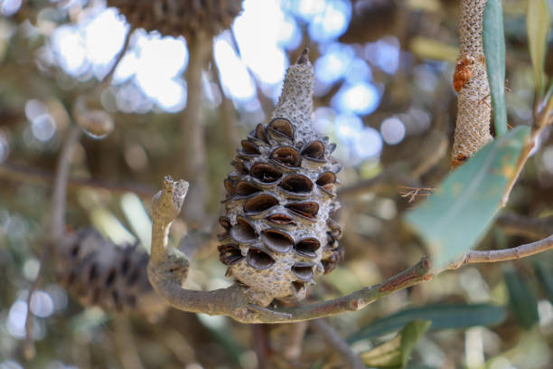 seed pod of coastal banksia in australian bushland