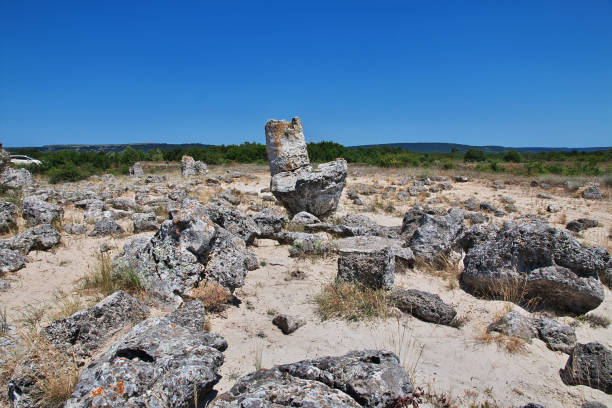 A fossilized tree trunk from the UNESCO Geopark Petrified Forest of Sigri on the island of Lesvos in Greece. Mytilene - Greece Lesbos fossil forest