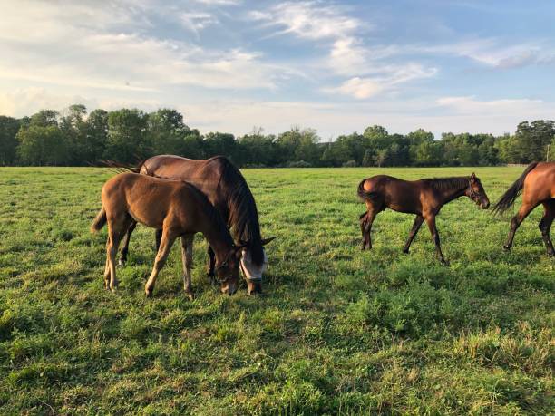 istock Horses in a Field 2168319457