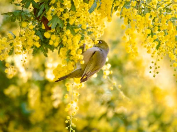 Horizontal closeup photo of a brown and beige Finch eating nectar from the vibrant yellow flowers on a Wattle tree in Spring. Soft focus background.