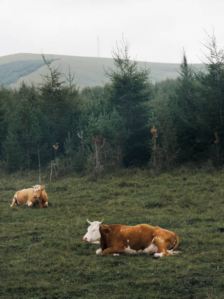 istock Two cows resting on the grass in front of the forest 2168321971