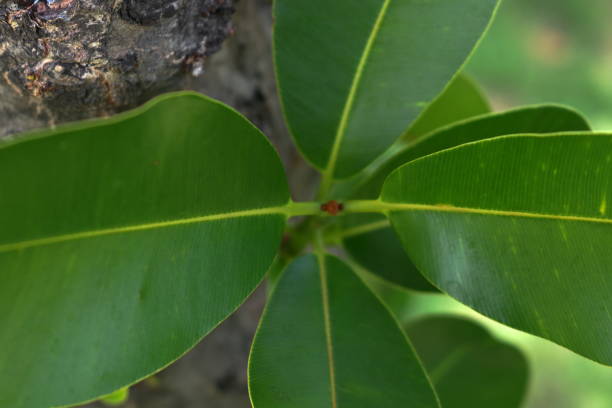 istock Top view of Alexandrian laurel shoot with leaves. 2168322059