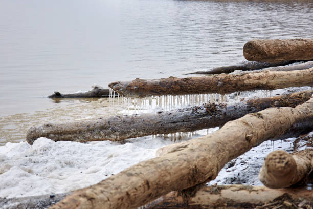 Driftwood frozen on the seashore, tree trunks covered with snow and ice, Icicles hanging. Winter natural landscape. Shore of lake pond, ripples on water, cold weather on beach. Dead trees
