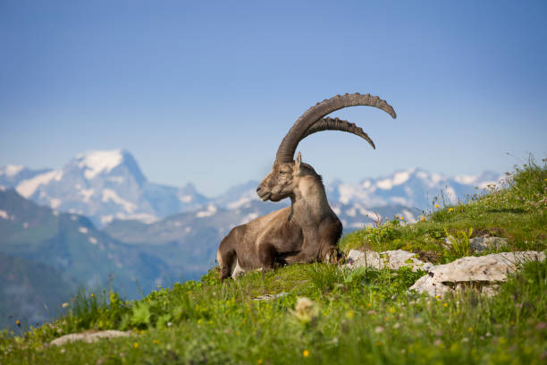 Ibex in mountain rest in gras with beautiful background