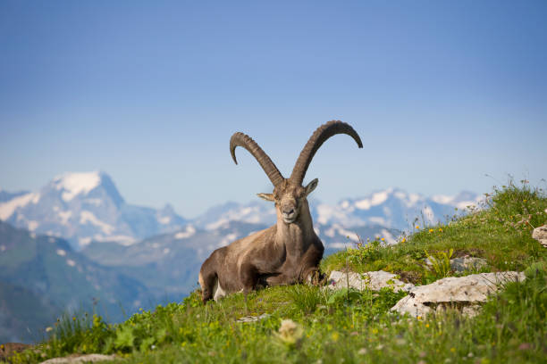 istock Ibex in mountain lay in gras with beautiful background 2168328443