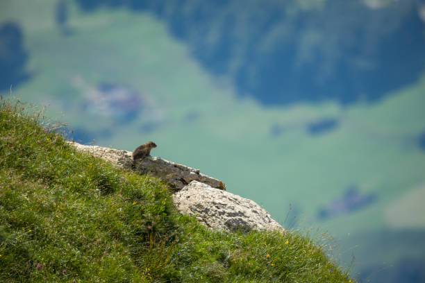 Alpine marmot Ground Dwelling squirrel looking up from its burrow in the mountain in the Dolomites, Alps, Italy.