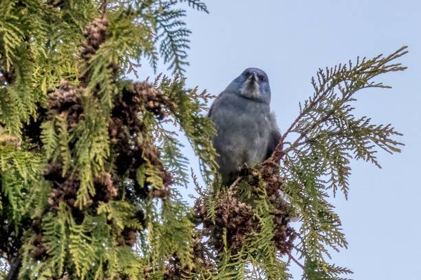 istock pinyon jay perched on a tree branch, West Vancouver, BC, Canada 2168328760
