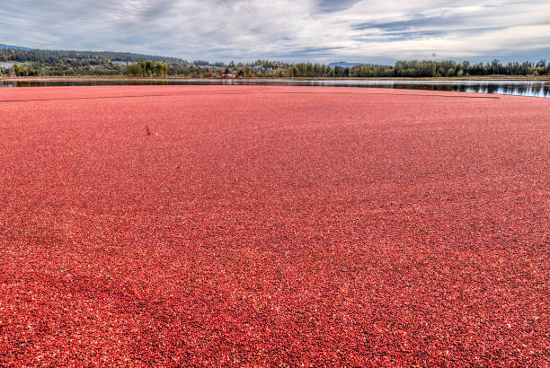 cranberries, Richmond British Columbia, Canada