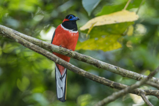 istock A male Red-naped Trogon posing against green background 2168329537