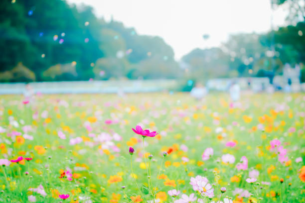 Beautiful cosmos at Chiba in Japan.