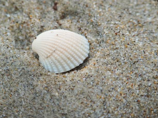 istock Selective focus of a seashell on the sand 2168333850