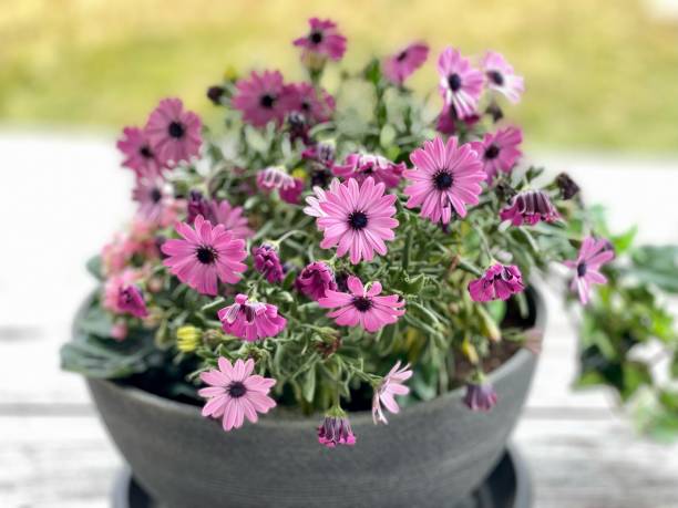 istock puprle and pink flowers in a grey pot 2168334134