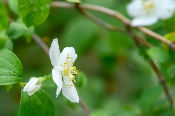 istock Jasmine fragrant white flower with yellow stamens closeup 2168334483