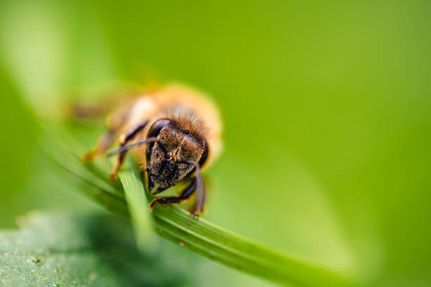 Honey bee (Apis mellifera) is seen resting on a green leaf in a forest. This macro shot captures the intricate details of the bee and the leaf.