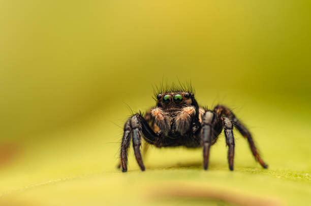 istock Jumping spider on yellow leaf, close-up macro shot 2168337206
