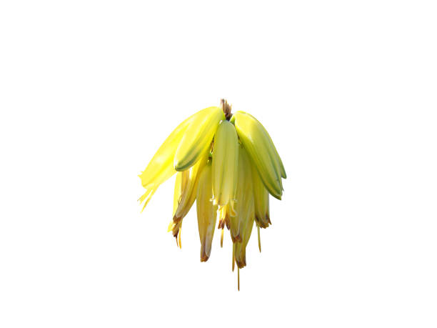 Aloe vera flower and buds on white background