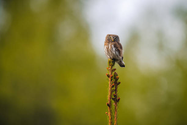 A Eurasian pygmy owl (Glaucidium passerinum) is perched on the tip of a spruce tree, looking around in the forest. The background is a green blur, highlighting the owl's small size and focused gaze.