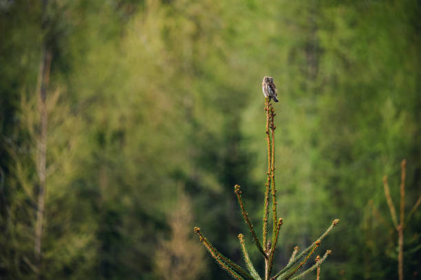istock Pygmy owl (Glaucidium passerinum) sitting on top of spruce tree 2168337429