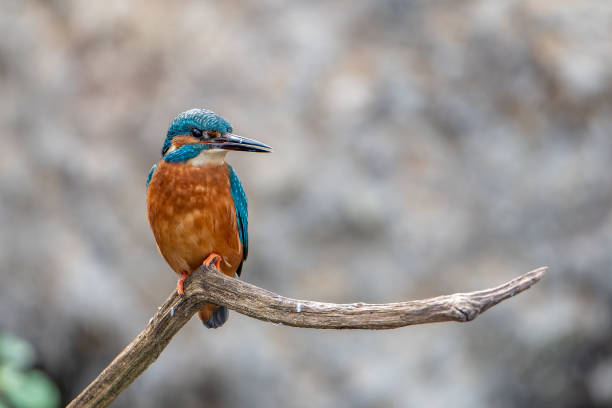 istock Kingfisher (Alcedo atthis) on a branch, close-up shot 2168337572