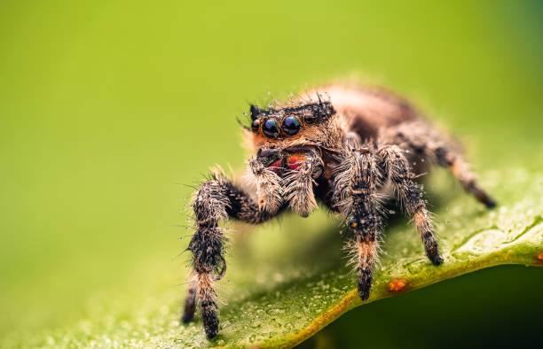 istock Jumping spider with water droplets, close-up macro shot 2168337713