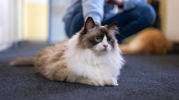 istock Young Girl With Her Ragdoll Cat At Vet's Office 2168338017