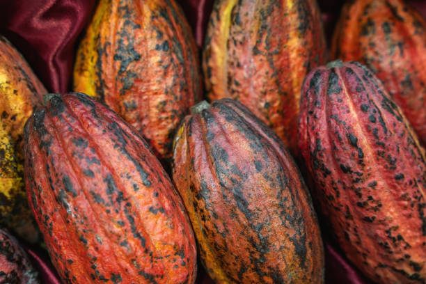 istock Ripe Tropical Cacao Pods 2168340099