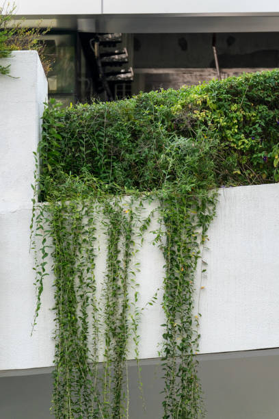 istock Lush Green Foliage Over Concrete Barrier 2168340112