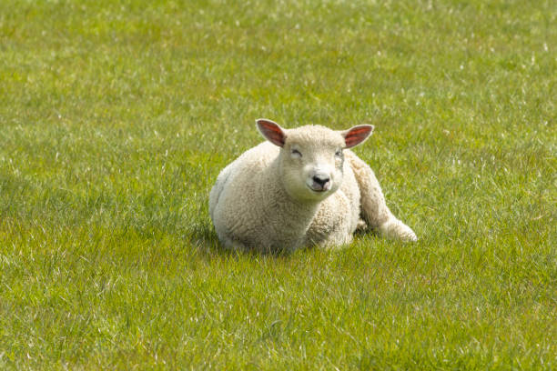 Sheep family