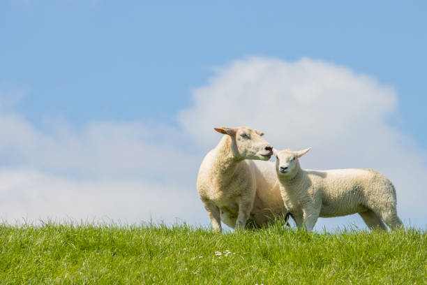 istock Sheep on the dike at the northsea 2168340844