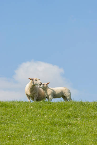 istock Sheep on the dike at the northsea 2168340863