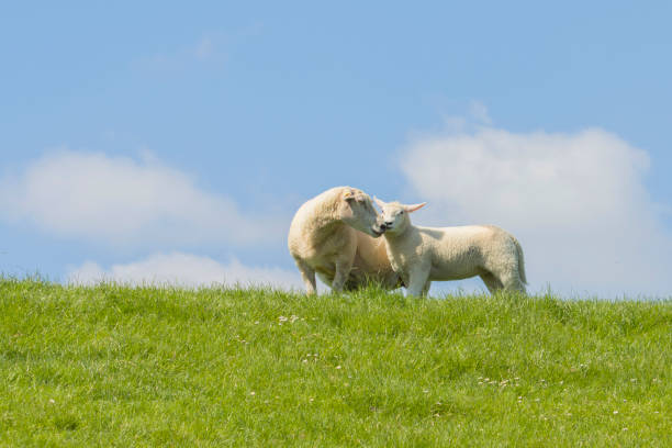 Sheep grazing near a ditch on a dyke in the Netherlands under a typical Dutch summer sky
