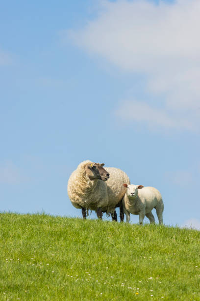 istock Sheep on the dike at the northsea 2168340881