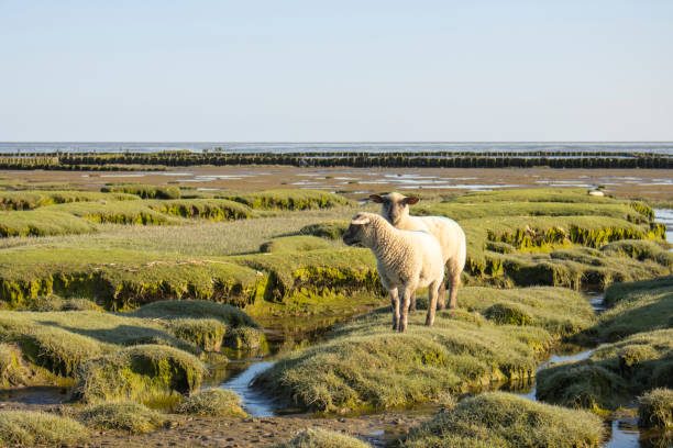 Sheep at the dike in Sankt Peter-Ording in North Germany