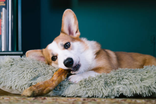 istock young dog gnawing on a wooden stick 2168341353