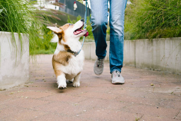 istock Dog training: corgi puppy walks on a leash from a woman 2168342026