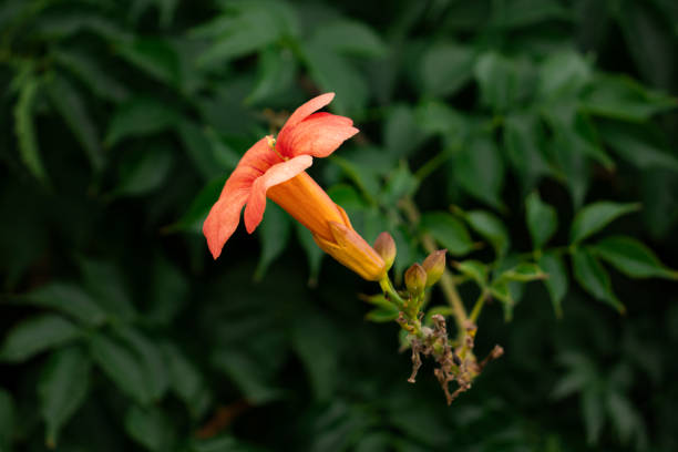 istock Chinese trumpet vine flower 2168347776