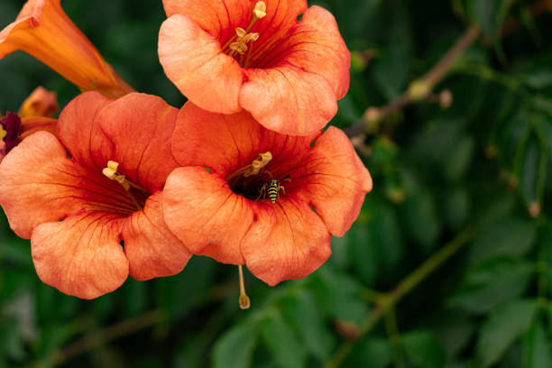 Bee collecting food from Chinese trumpet vine (Camposs Grandiflora)