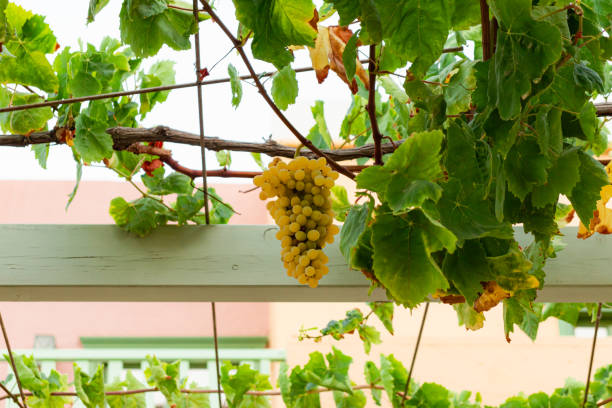 Green grapes vine hanging from home vineyard build