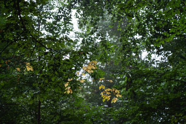 A tranquil forest scene with sunlight filtering through lush green leaves in early autumn