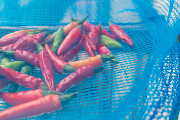 Chili peppers in a Japanese drying net